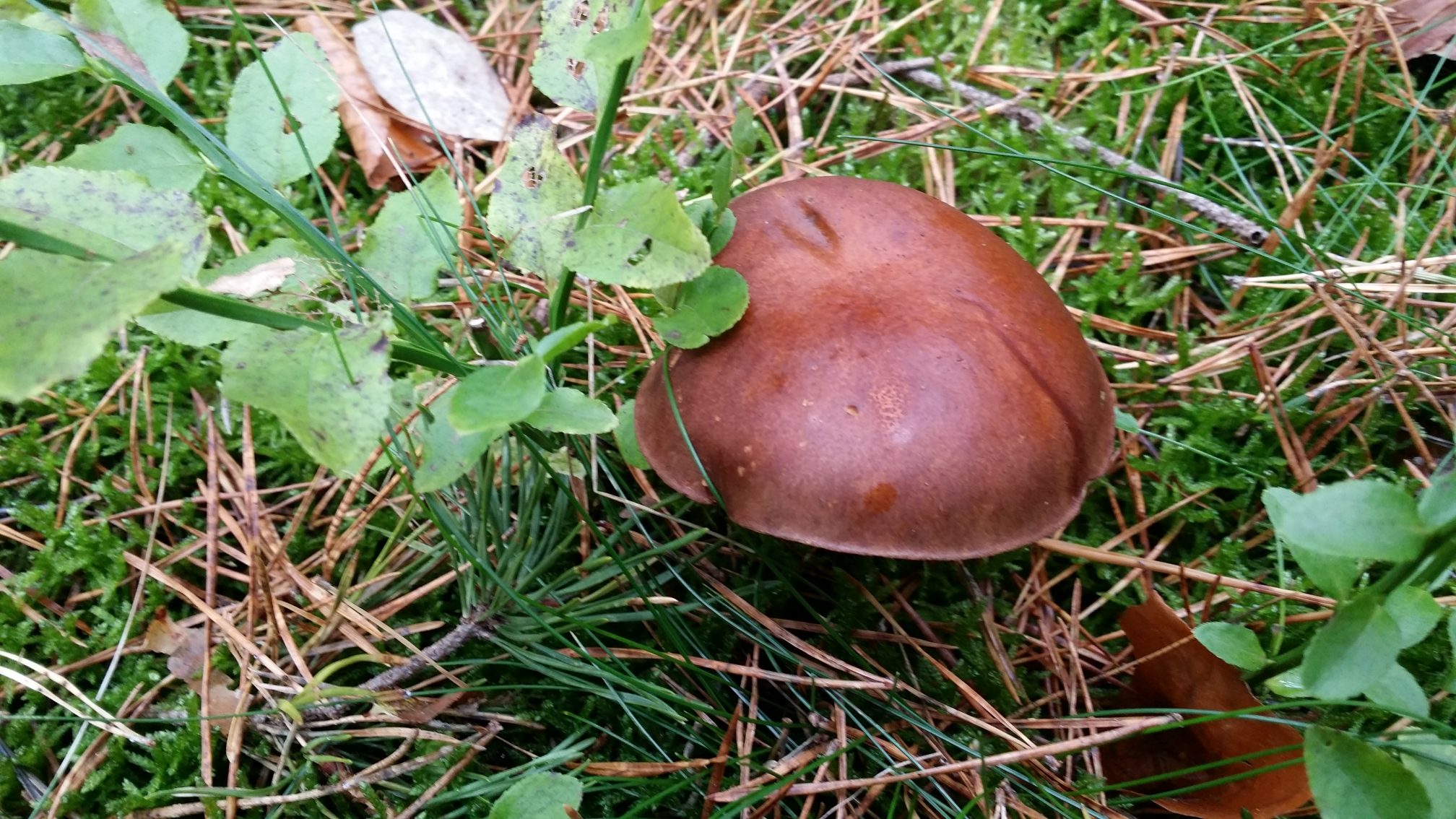 Ostseeufer im Sonnenlicht